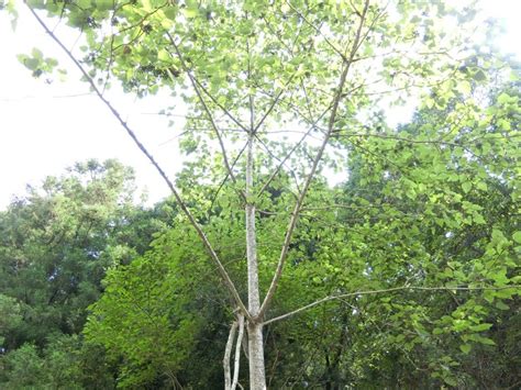 樹型種類|樹形による樹種名の推定 